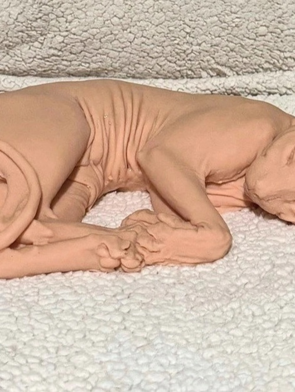 Hairless Cat Figurine Decor
